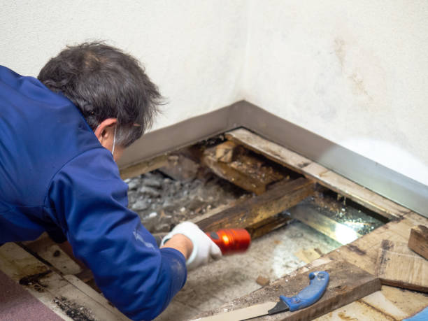 Best Mold Removal and Inspection  in Bartlett, IL