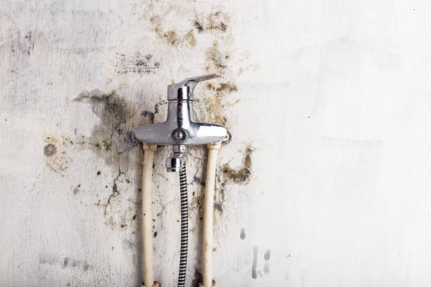 Best Mold Remediation Experts  in Bartlett, IL