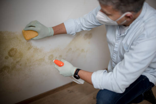 Best Crawl Space Mold Removal  in Bartlett, IL