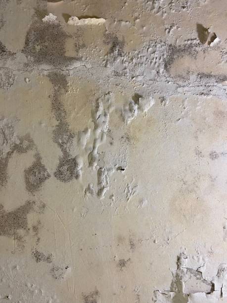 Mold Removal and Inspection in Bartlett, IL