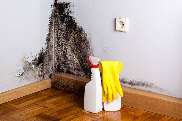 Trusted Bartlett, IL Mold Removal Experts