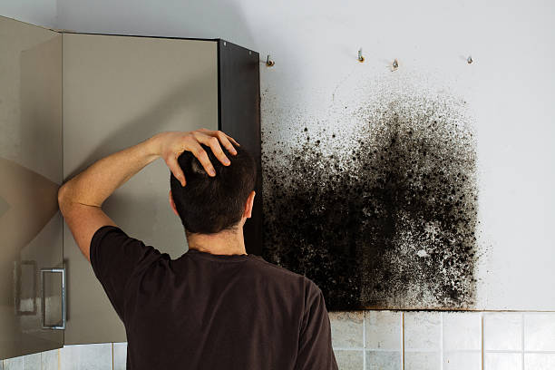 Best Home Mold Removal  in Bartlett, IL