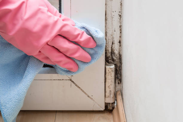 Best Mold Testing  in Bartlett, IL